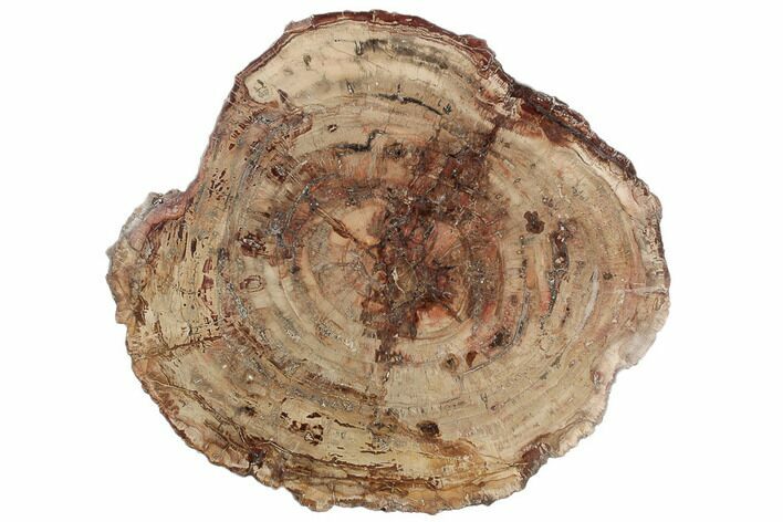 Thick-Cut, Petrified Wood (Araucaria) Round - Madagascar #196750